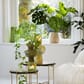 LL7750569_Rel 7750569 - IDUNA GLASS OLIVEN DEKOR 1.jpg