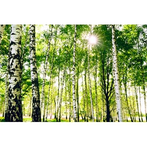 Fototapet Bjørkeskog Vinyl-360x240cm_restored_11:53:30