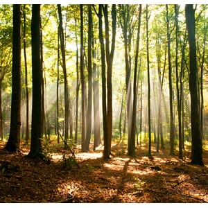 Fototapet Bøkeskog Vinyltapet -250X240Cm