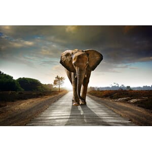 Fototapet Vinyl Elefant 360X240Cm