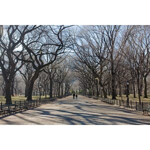 Fototapet Poets Walk Central Park New York Vinyl